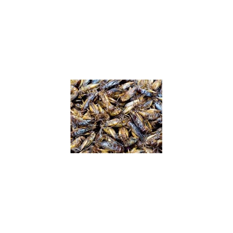 Grilos Pretos