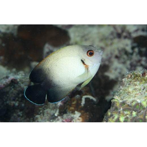 HALF BLACK ANGEL - CENTROPYGE VROLIKII