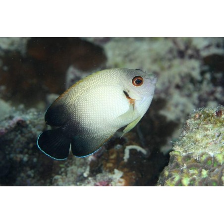 HALF BLACK ANGEL - CENTROPYGE VROLIKII