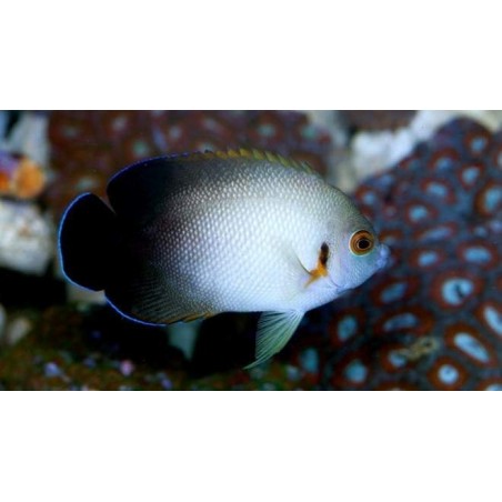 HALF BLACK ANGEL - CENTROPYGE VROLIKII
