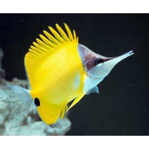 LONGNOSE BUTTERFLY - FORCIPIGER FLAVISSIMUS