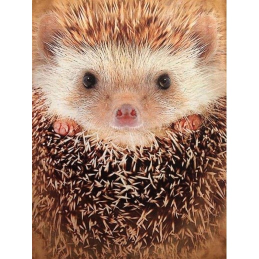Camiseta Hedgehog 3d