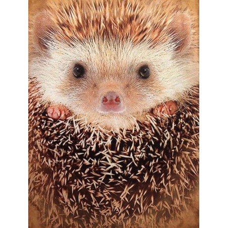 Camiseta Hedgehog 3d