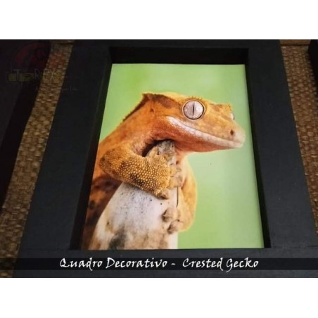 Quadro Herpetofauna