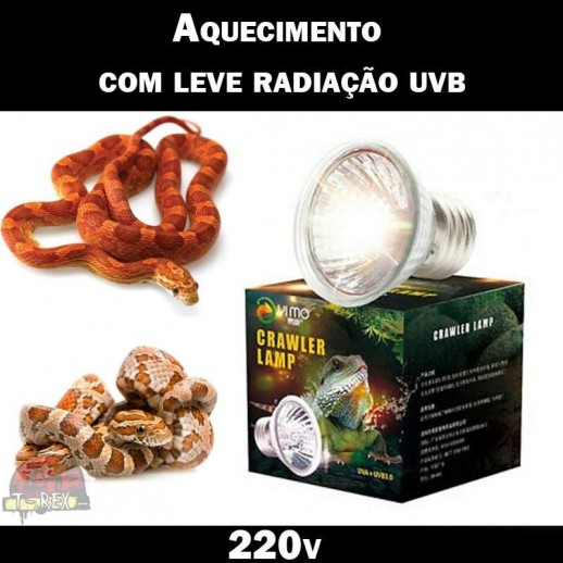 Lâmpada Aquecimento Répteis