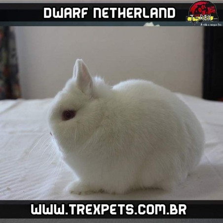 Padrão coelho netherland