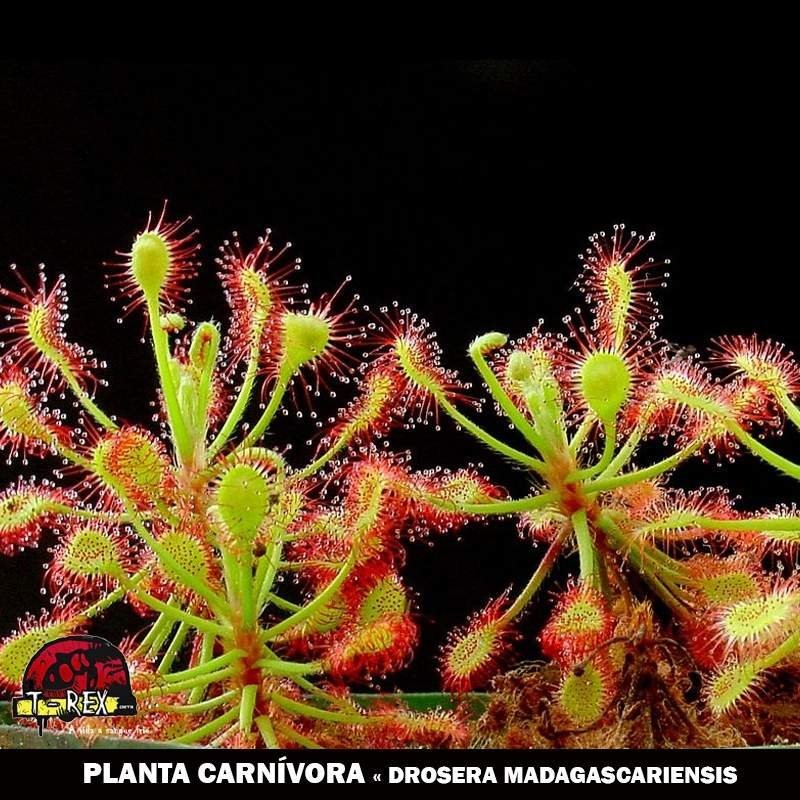 comprar drosera madagascariensis