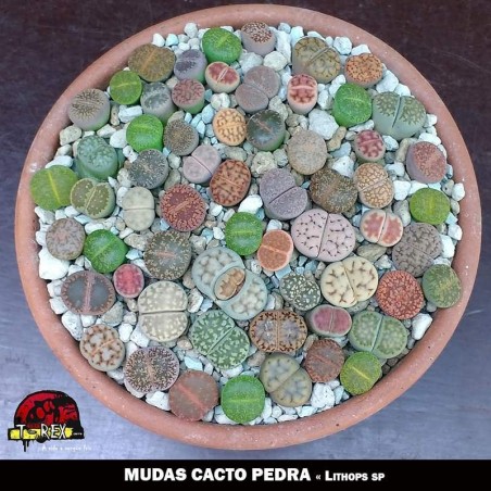 comprar mudinhas cacto pedra