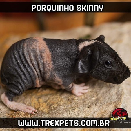 Criação porquinho da índia sem pêlos