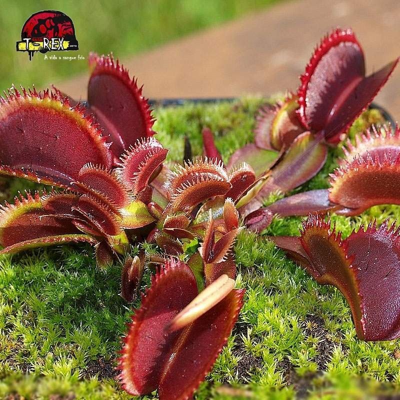 comprar planta carnivora dioneia bohemian garnet