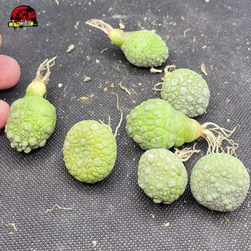 Suculenta Rara Pseudolithos migiurtinus Suculenta Rara Pseudolithos migiurtinus