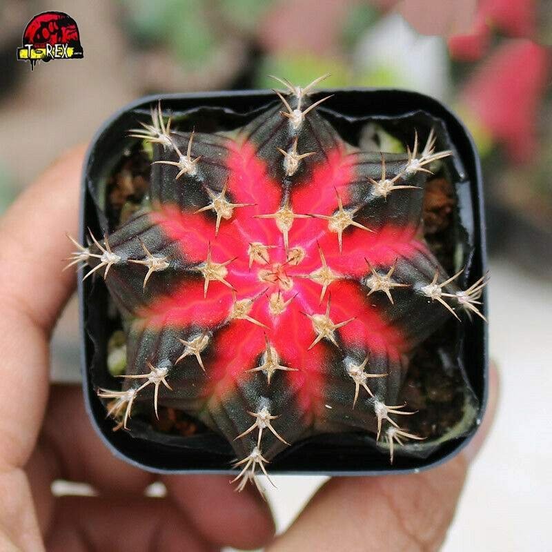 Cacto Vermelho Gymnocalycium