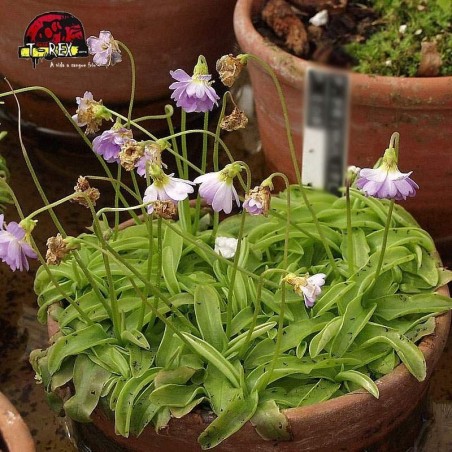 comprar planta carnivora pinguicula primuliflora