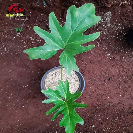 comprar muda de planta guaimbe