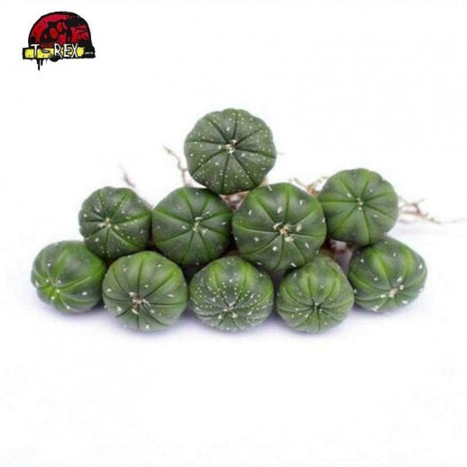 venda de cacto raro
