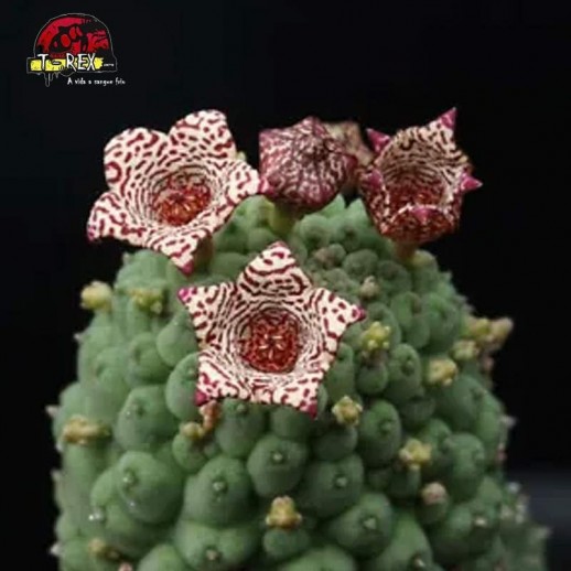 muda de cacto raro