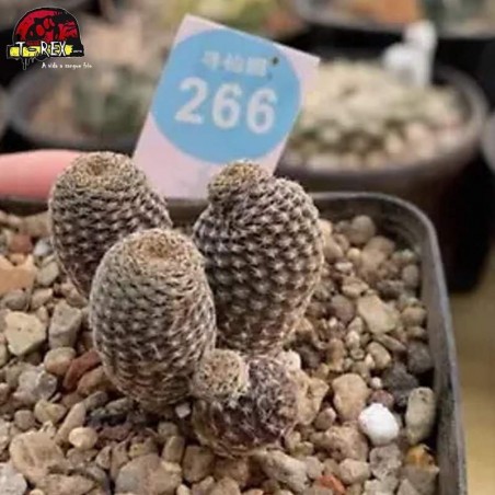 muda de cacto raro