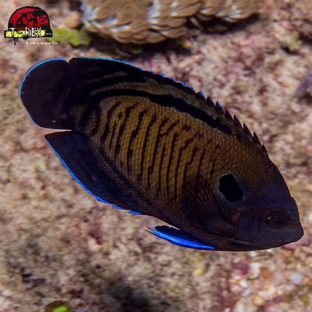 comprar peixes de água salgada