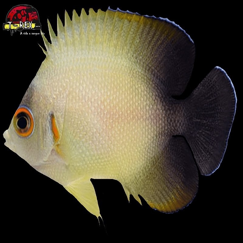 comprar peixes de água salgada