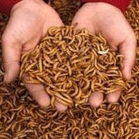 Alimento Vivo para Gecko - Ofereça Nutrição Adequada | T-rexpets