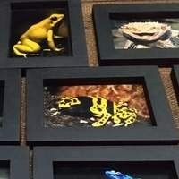 Quadros de Herpetofauna - Arte Inspirada na Beleza dos Répteis e Anfíbios!