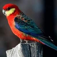 Ver todas as Aves